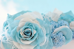 Ayamellia(アヤメリア)